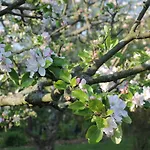 Mit Grossem Garten An Der Ostseekueste *