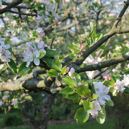 Mit Grossem Garten An Der Ostseekueste *