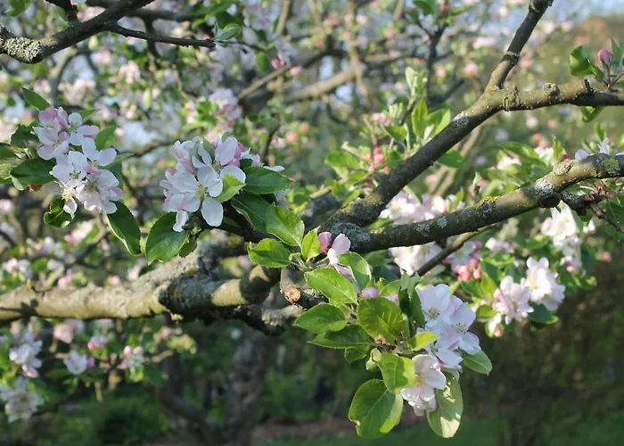Mit Grossem Garten An Der Ostseekueste *